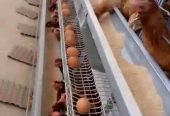 Poultry pen needed to buy