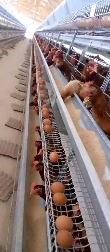 Poultry pen needed to buy