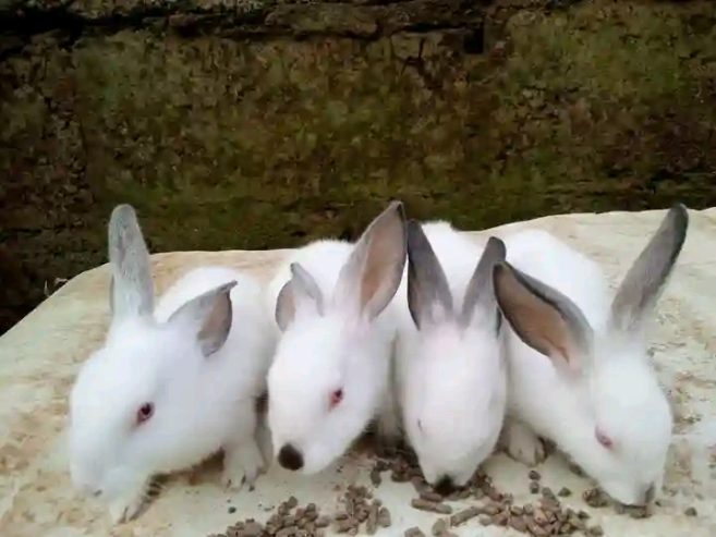 Rabbits for sale