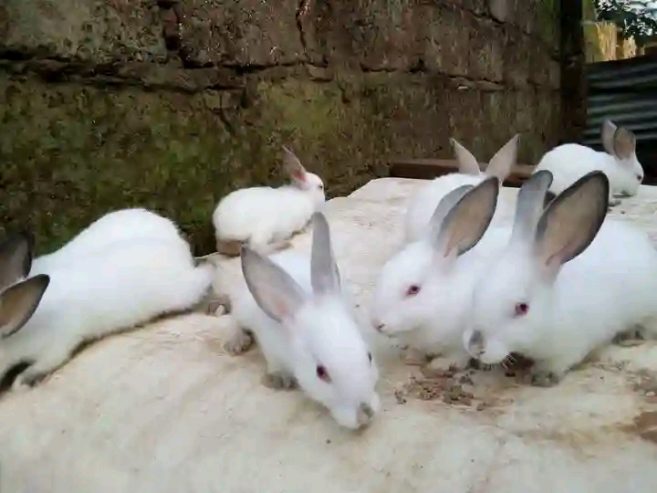 Rabbits for sale