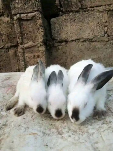 Rabbits for sale