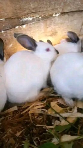Rabbits for sale