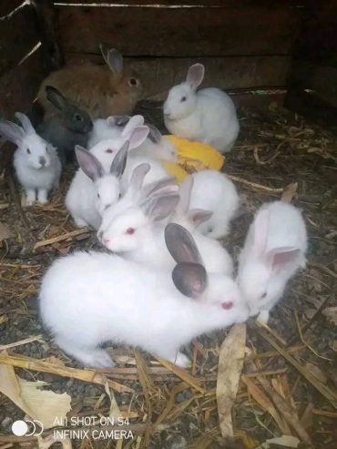 Rabbits for sale