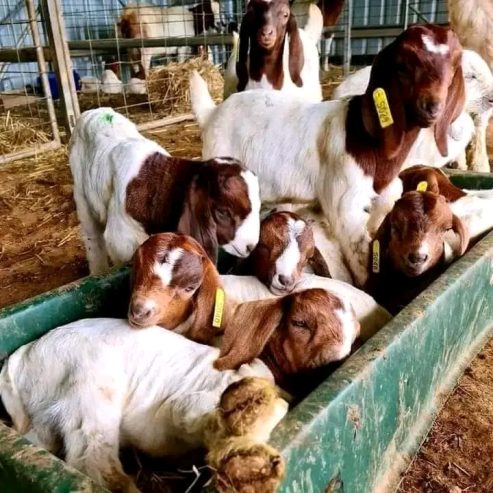 Looking to buy some goats