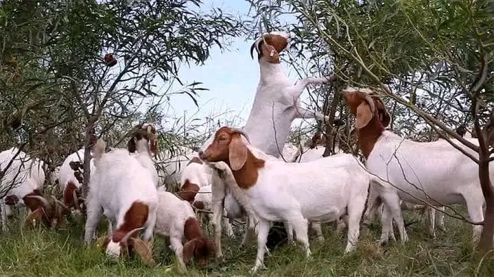 Looking to buy some goats