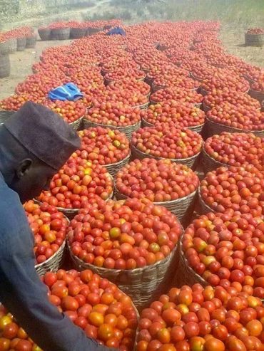 Tomato 🍅 supplies is needed