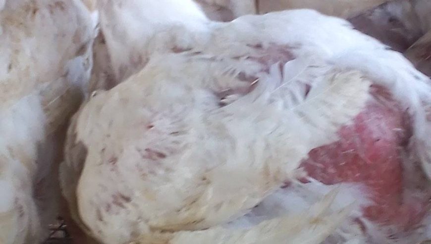 6 Weeks old broiler for sale