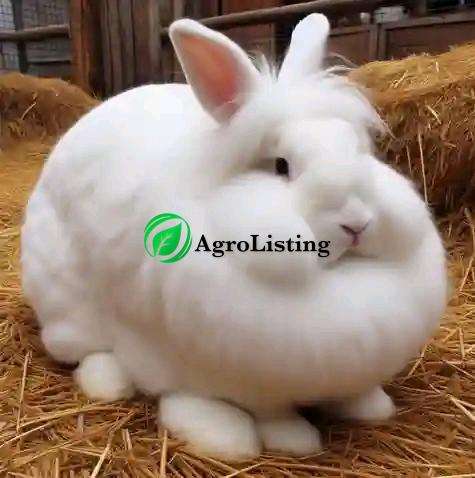 Rabbit